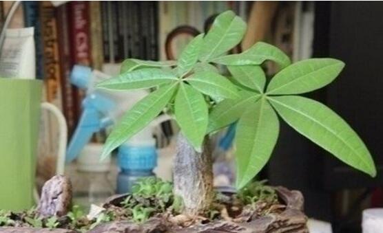 发财树冬季冻死如何办，四种办法教你如何挽回