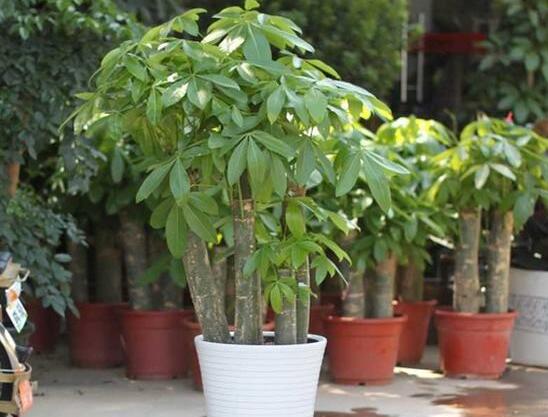 发财树冬季冻死如何办，四种办法教你如何挽回