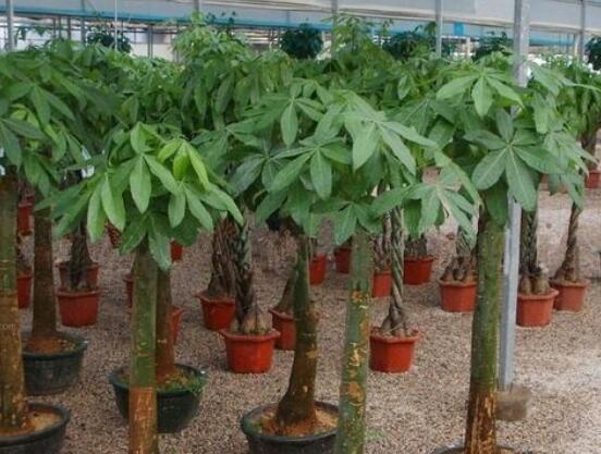 发财树冬季冻死如何办，四种办法教你如何挽回