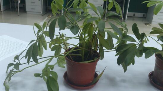 发财树冬季冻死如何办，四种办法教你如何挽回