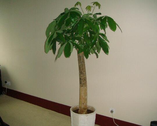 发财树冬季冻死如何办，四种办法教你如何挽回