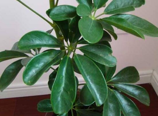 发财树如何施肥,发财树施肥的留意事项