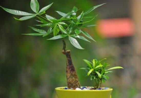 发财树如何施肥,发财树施肥的留意事项