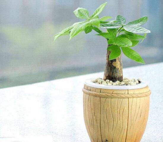 发财树如何施肥,发财树施肥的留意事项