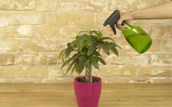 发财树如何施肥,发财树施肥的留意事项