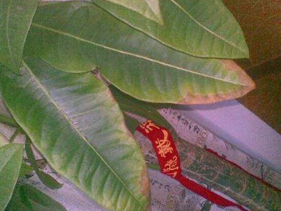 发财树如何施肥,发财树施肥的留意事项