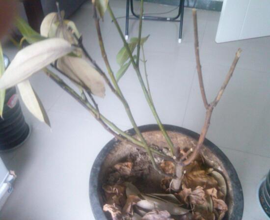 发财树如何施肥,发财树施肥的留意事项