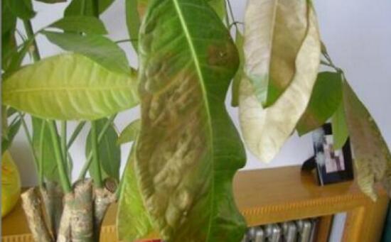 发财树如何施肥,发财树施肥的留意事项