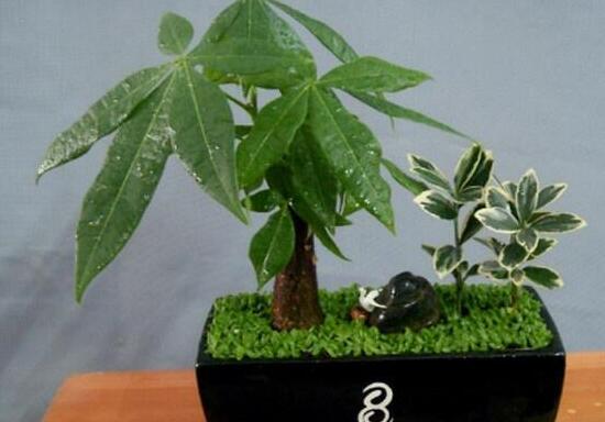 发财树如何施肥,发财树施肥的留意事项