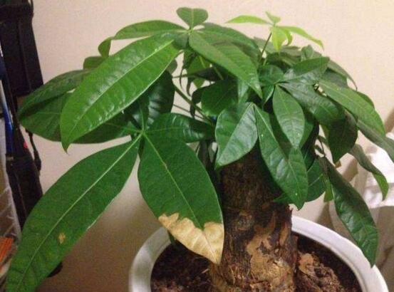 发财树夏季能换盆吗,最好在春秋换盆/夏季换盆影响生长