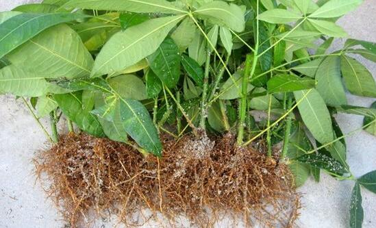 发财树夏季能换盆吗,最好在春秋换盆/夏季换盆影响生长