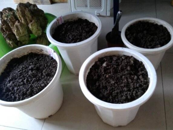 发财树夏季能换盆吗,最好在春秋换盆/夏季换盆影响生长