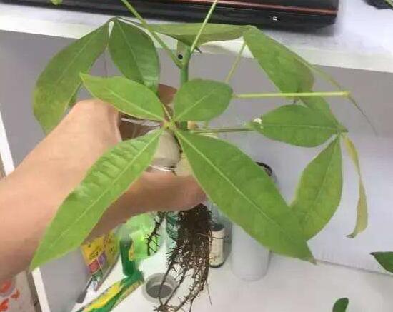 发财树夏季能换盆吗,最好在春秋换盆/夏季换盆影响生长