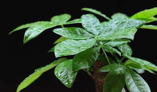 发财树夏季能换盆吗,最好在春秋换盆/夏季换盆影响生长