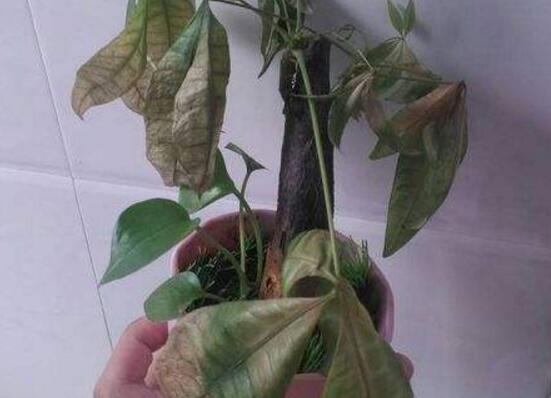 发财树夏季能换盆吗,最好在春秋换盆/夏季换盆影响生长