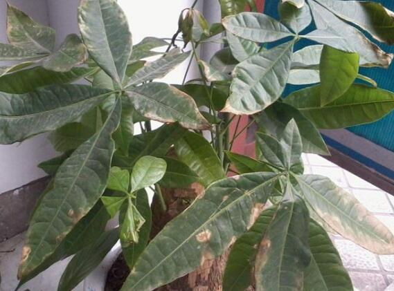 发财树夏季能换盆吗,最好在春秋换盆/夏季换盆影响生长