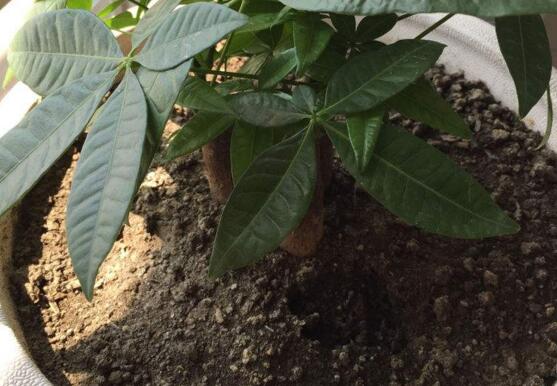 发财树夏季能换盆吗,最好在春秋换盆/夏季换盆影响生长