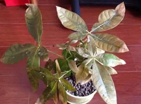 发财树夏季可以施肥吗，发财树夏季如何施肥(半个月一次)