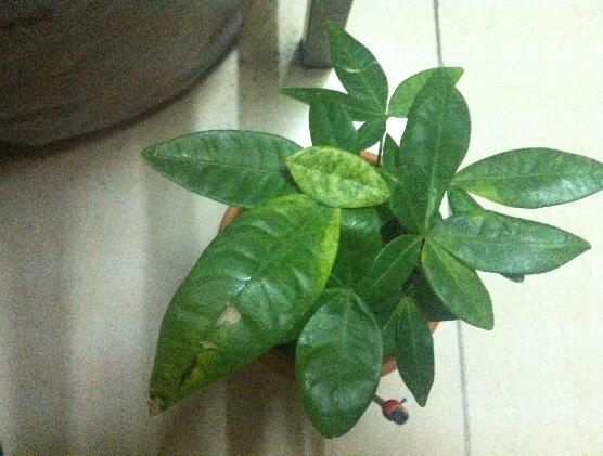 发财树夏季可以施肥吗，发财树夏季如何施肥(半个月一次)