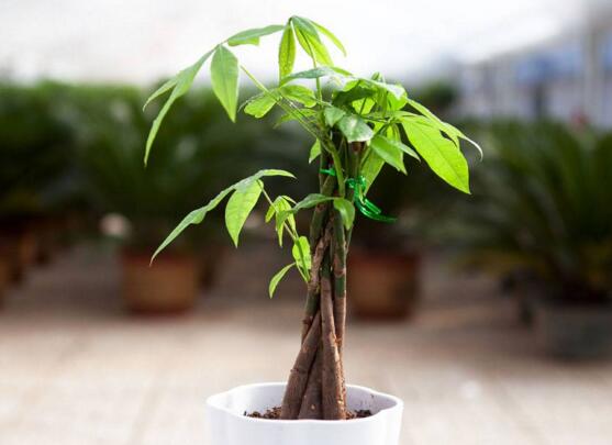 发财树的种子如何种植，五个步骤教你如何种发财树种子