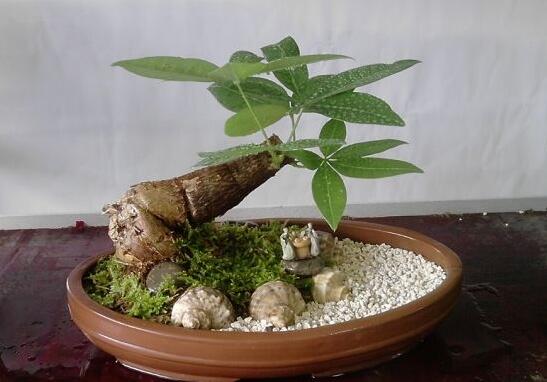 发财树夏季如何浇水,1~2天浇一次水(见干就浇)