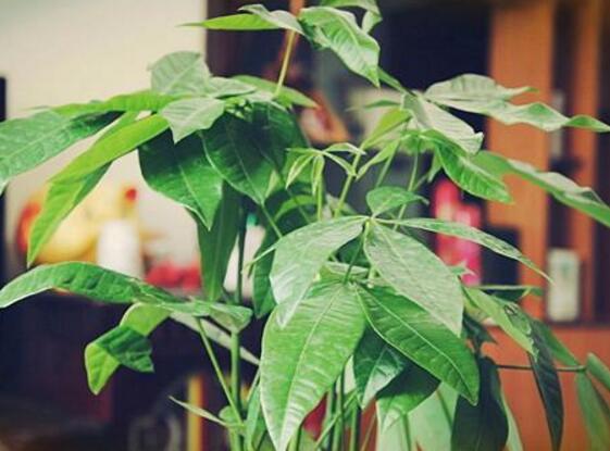 发财树夏季如何浇水,1~2天浇一次水(见干就浇)