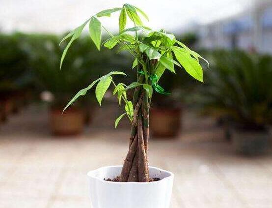 发财树夏季如何浇水,1~2天浇一次水(见干就浇)