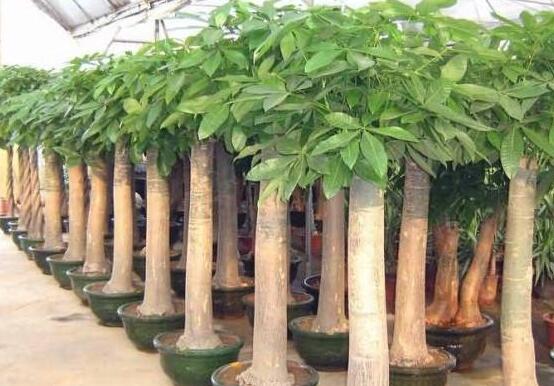 发财树夏季如何浇水,1~2天浇一次水(见干就浇)