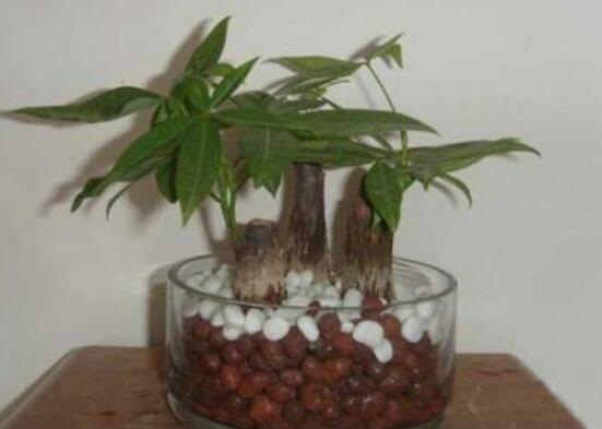 发财树春季修剪好吗，发财树什么季节修剪好(春季)