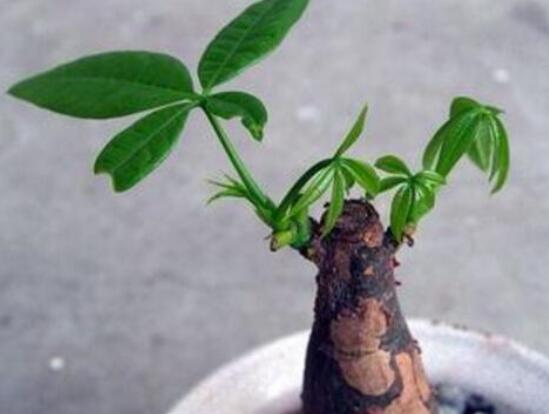 发财树树桩如何催芽，如何让发财树侧面发芽(需要打芽)
