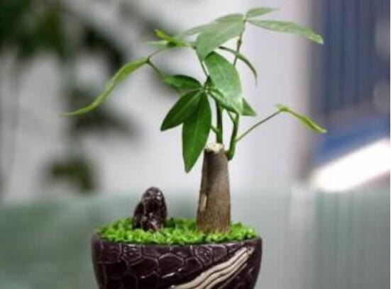 发财树树桩如何催芽，如何让发财树侧面发芽(需要打芽)