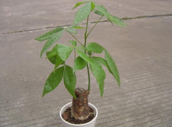 发财树树桩如何催芽，如何让发财树侧面发芽(需要打芽)