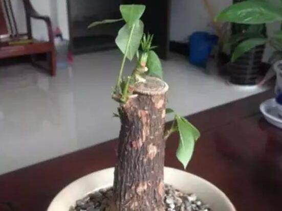 发财树树桩如何催芽，如何让发财树侧面发芽(需要打芽)
