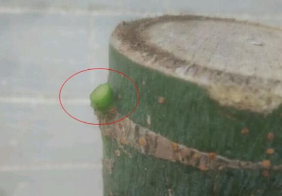 发财树树桩如何催芽，如何让发财树侧面发芽(需要打芽)