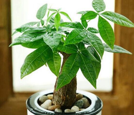 发财树树桩如何催芽，如何让发财树侧面发芽(需要打芽)