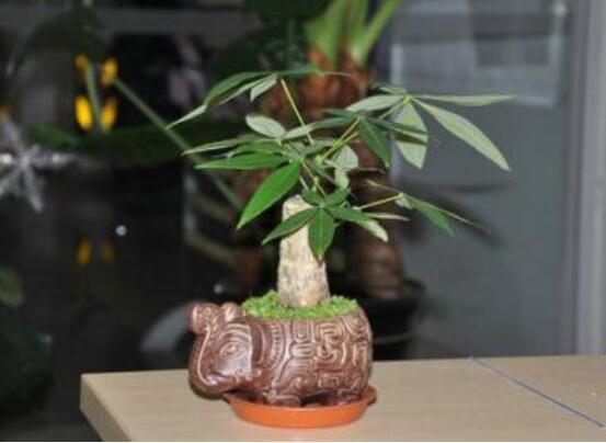 发财树树桩如何催芽，如何让发财树侧面发芽(需要打芽)