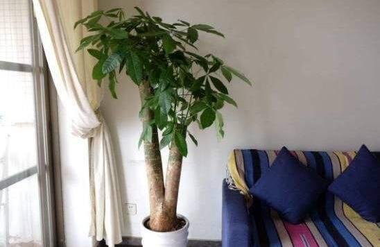 发财树树桩如何催芽，如何让发财树侧面发芽(需要打芽)