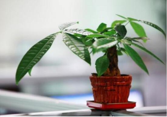 发财树烂根后重新生根办法，三个步骤教你处理