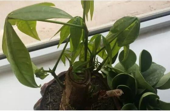 发财树烂根后重新生根办法，三个步骤教你处理