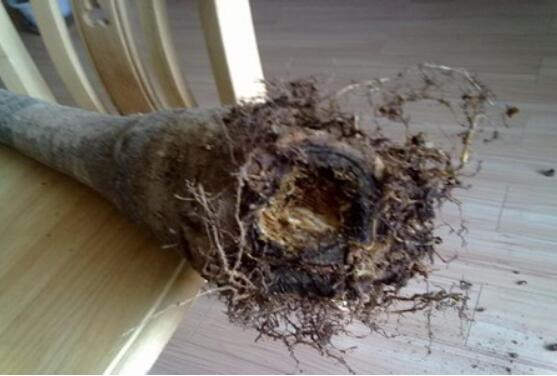 发财树烂根后重新生根办法，三个步骤教你处理