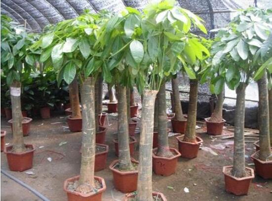 发财树烂根后重新生根办法，三个步骤教你处理