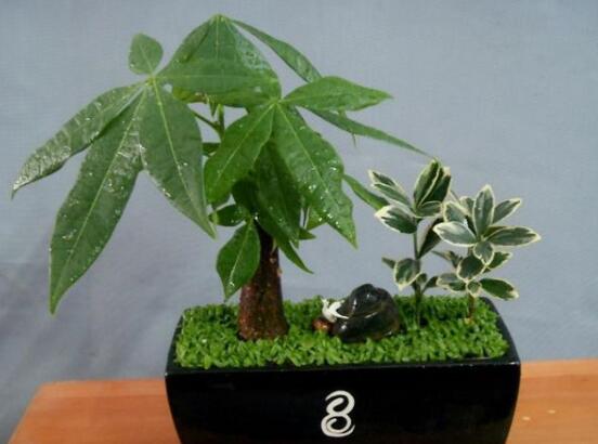 发财树烂根后重新生根办法，三个步骤教你处理