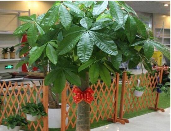 发财树烂根后重新生根办法，三个步骤教你处理