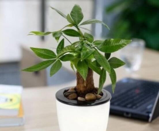 发财树烂根后重新生根办法，三个步骤教你处理