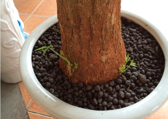 发财树如何打芽眼图解，发财树截面后多久发芽(15天后发芽)