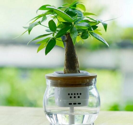 发财树的叶子能水插吗,发财树如何叶子水插(四个步骤)