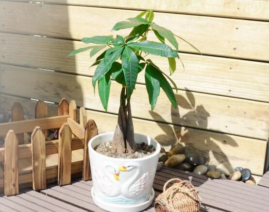 发财树的叶子能水插吗,发财树如何叶子水插(四个步骤)