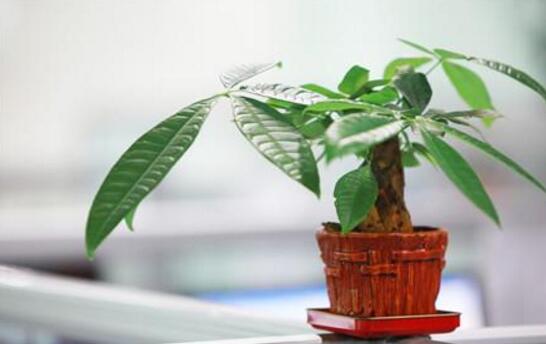 发财树的叶子能水插吗,发财树如何叶子水插(四个步骤)