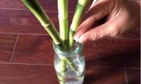 发财树的叶子能水插吗,发财树如何叶子水插(四个步骤)