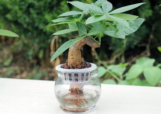 发财树的叶子能水插吗,发财树如何叶子水插(四个步骤)